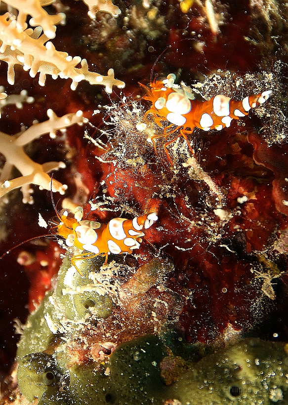 Sipadan_2015_Crevette de Thor_Thor amboinensis_IIMG_3102_rc.jpg